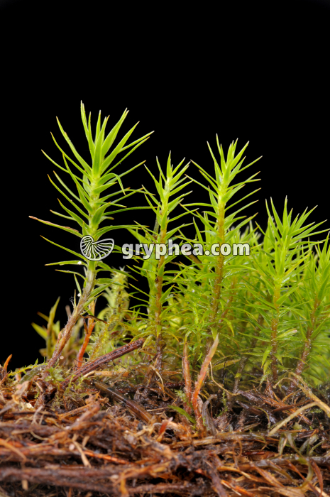 Polytric appareil végétatif - gryphea.com